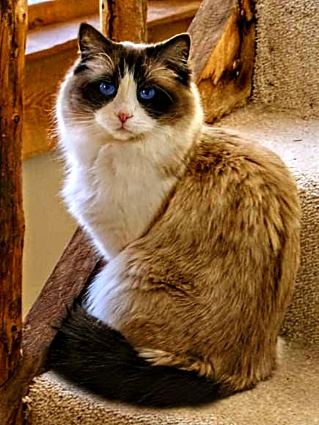 Ragdoll Cat Cross Stitch, UPDATED!, Cat Cross Stitch, Pdf Pattern ...