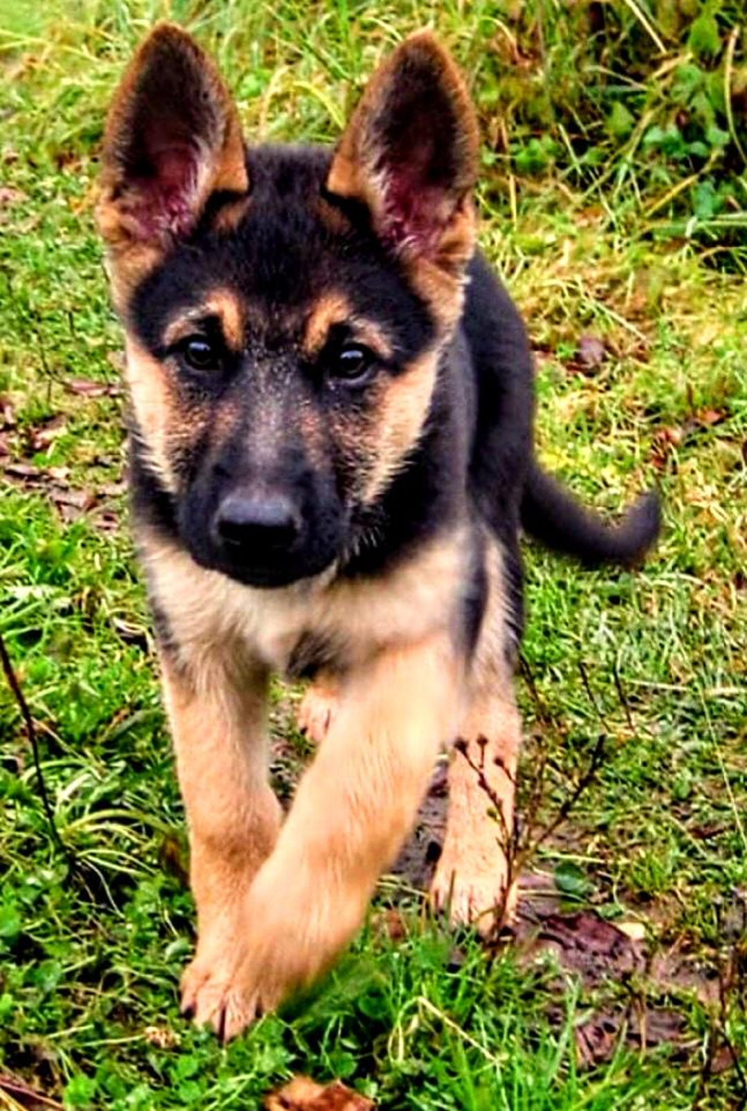 Buy German Shepherd Puppy Cross Stitch, UPDATED!, Pattern Keeper