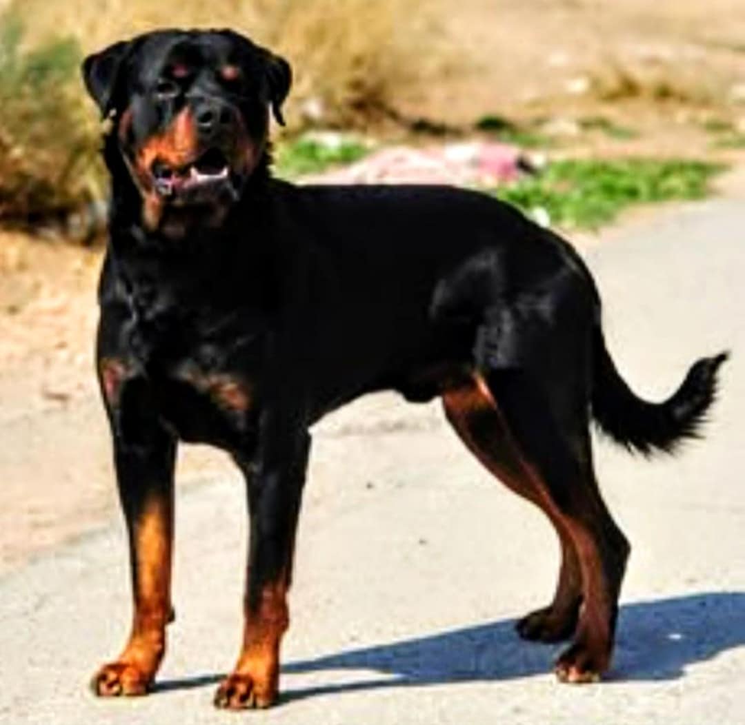 Rottweiler Cross Stitch, Pattern Keeper, Counted Cross Stitch, Dog ...