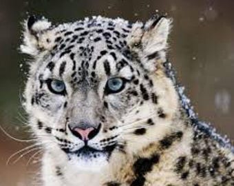 Leopardo de las nieves en punto de cruz, patrón para guardar patrones, patrón de grandes felinos, fauna salvaje, punto de cruz grande, PDF, punto de cruz contado