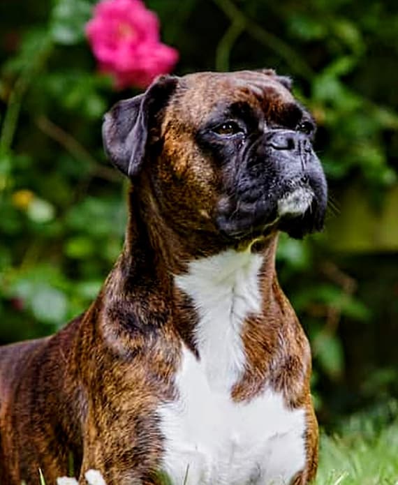 Boxer Umbrella - Brindle Boxer Umbrella - Brindle
