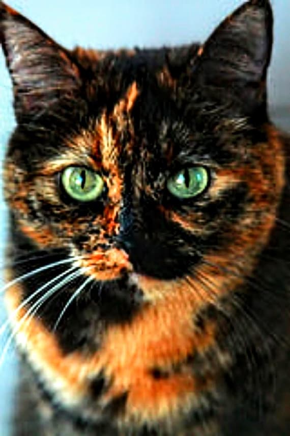Tortoise Shell Cat Cross Stitch, Memorial Day Sale!, Tortie