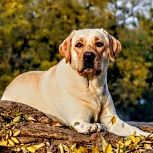 Op de afbeelding: Een lichtgele Labrador Retriever ligt op een omgevallen boomstam die bedekt is met herfstbladeren. De hond kijkt recht in de camera met een serieuze uitdrukking.