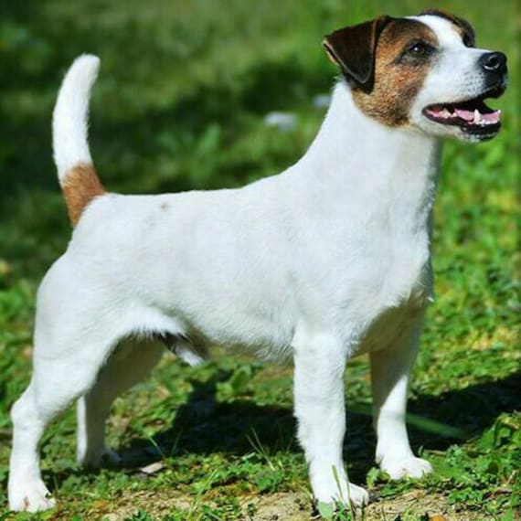 jack russell cross