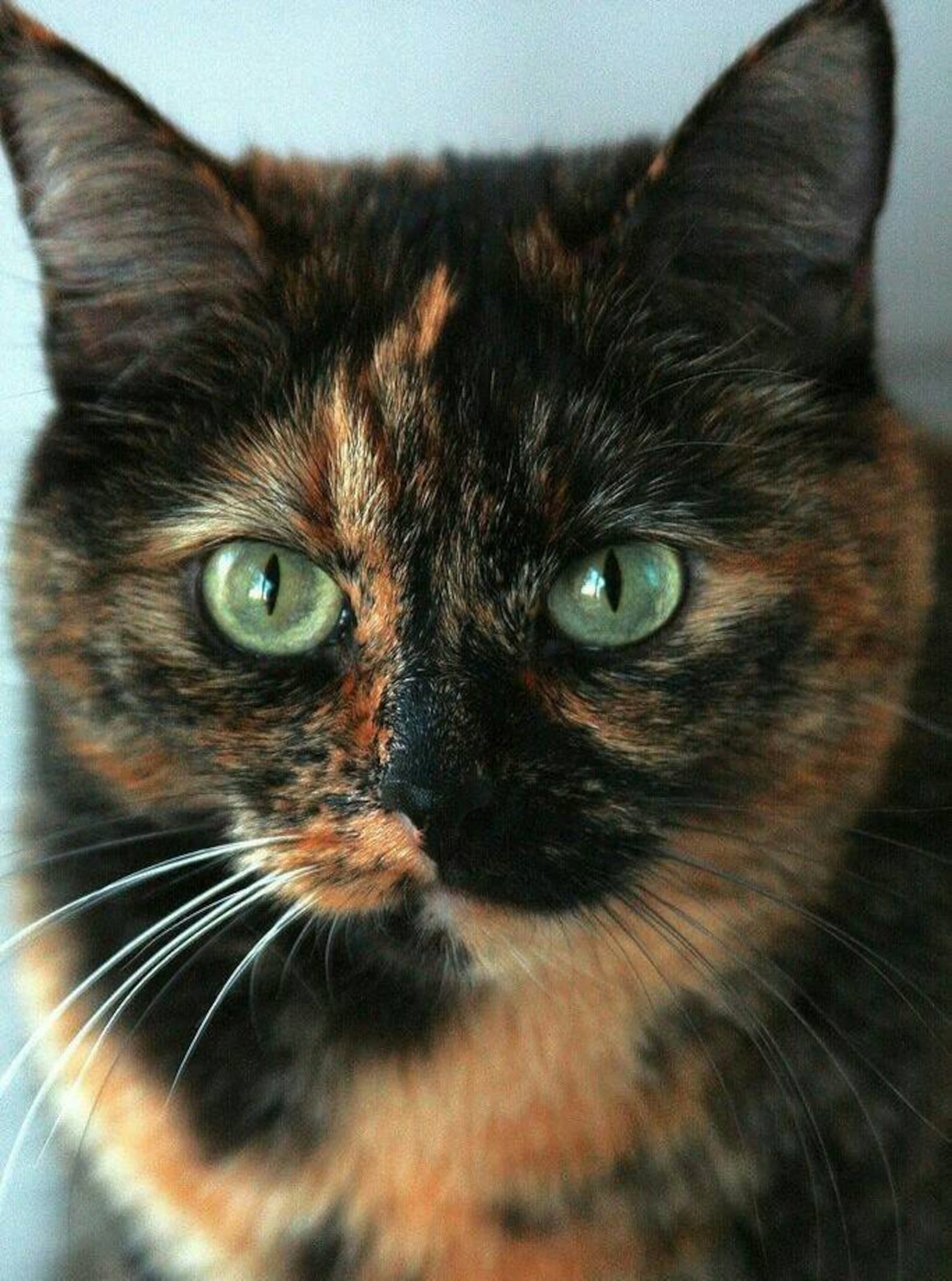 Кошка черная с рыжими пятнами порода. Черепаховая кошка Калико. Бурая черепаховая кошка. Рыжий кот с черепаховым окрасом. Трехцветная черепаховая кошка.