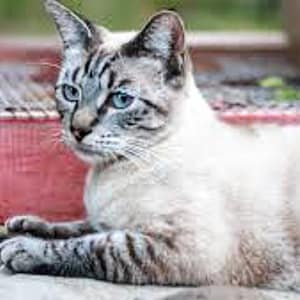 May include: A domestic cat with blue eyes and a white and gray coat is lying down. The cat is resting on a concrete surface with a red wooden structure in the background. Green plants are visible.