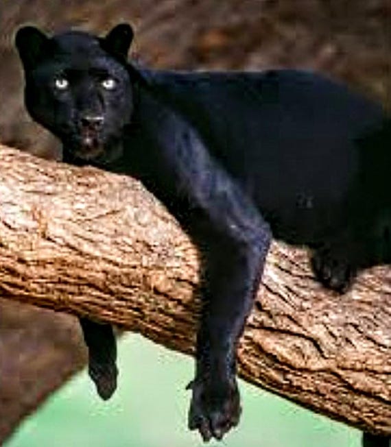 Black Panther, Panther in a Tree, Pattern Keeper, Panther Pattern