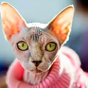 Hairless cat pattern, NEW!, counted cross stitch, pattern keeper, Sphynx cat, sphynx wearing a sweater, large pattern, PDF pattern