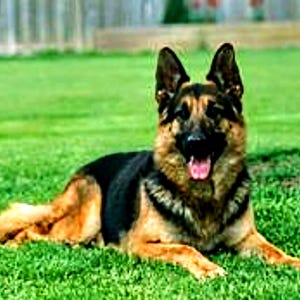 German Shepherd cross stitch, UPDATED!, dog cross stitch pattern, pattern keeper, cross stitch pattern, embroidery pattern, German Shepherd