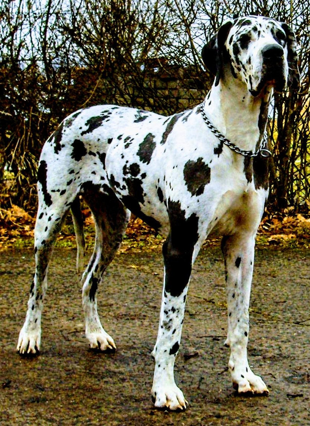 Georgia Great Dane Rehoming Hoosier Great Dane Rescue