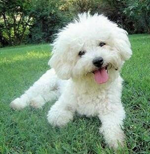 pictures of bichon frise