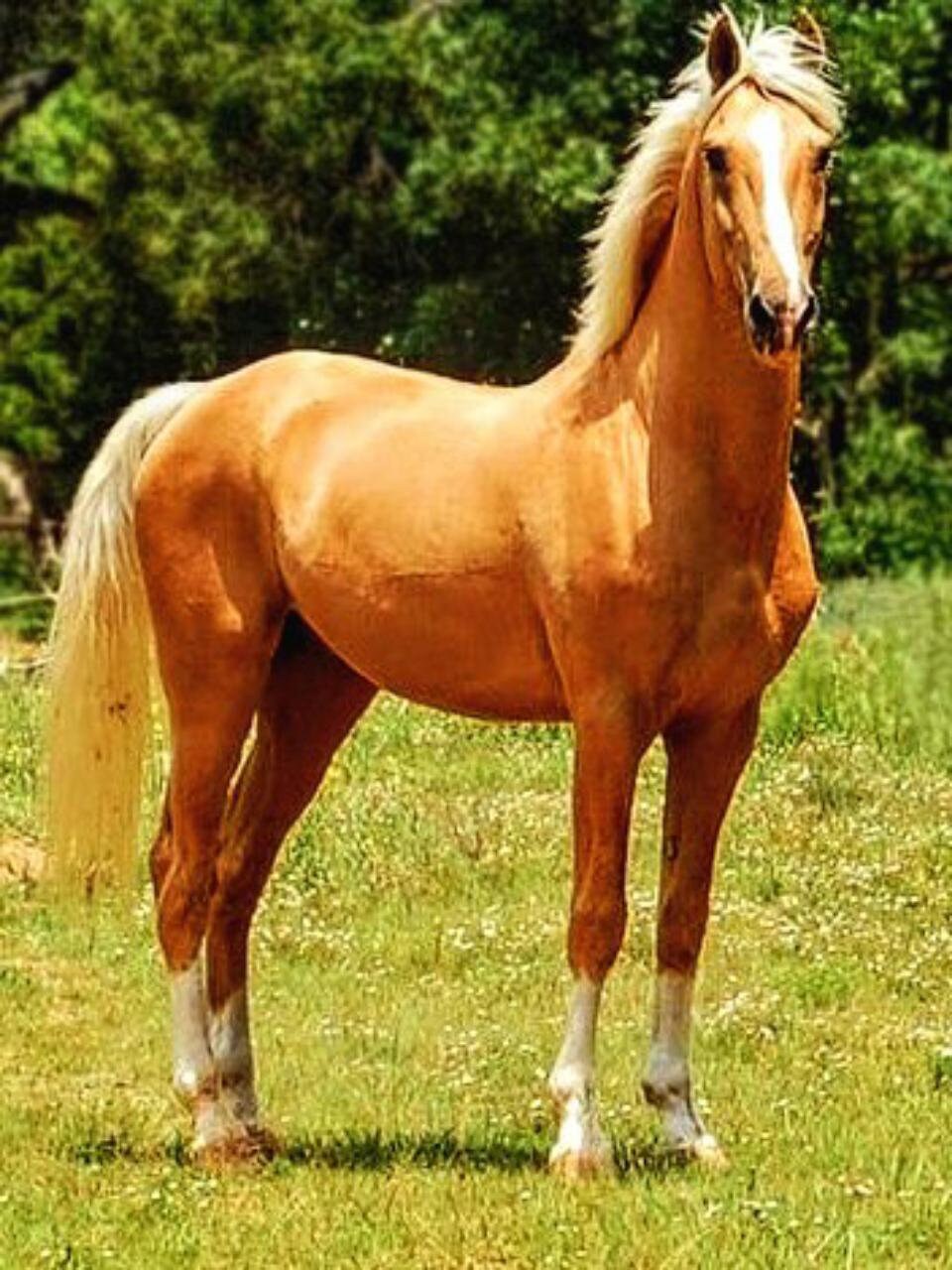 Palomino Horse Cross Stitch Pattern Pattern Keeper Horse Cross Stitch Palomino Pattern Horse Embroidery Equine Pattern Horse Pattern Etsy