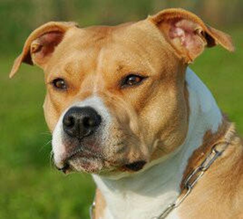 American Pit Bull Terrier Pattern Keeper Cross Stitch Etsy