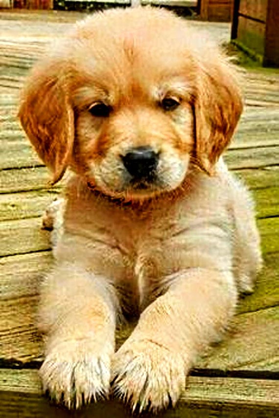  Golden Puppy ゴールデンレトリバー Golden retriever puppy cross stitch, counted cross stitch, puppy