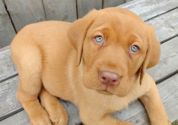red lab puppies for sale
