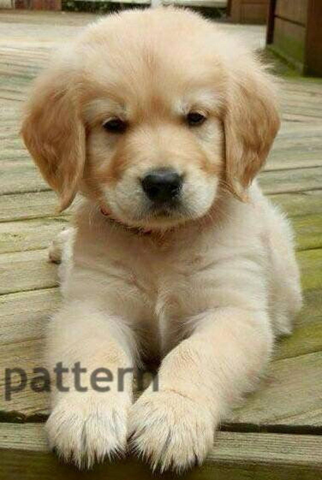 Golden Retriever Puppy Cross Stitch Pattern Counted Cross pic