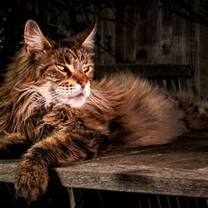 May include: A large Maine Coon cat with brown and tan fur, lying on a wooden surface. The cat's yellow eyes are visible, and the lighting creates a dramatic effect. The cat is the main subject of the image, with a wooden background.
