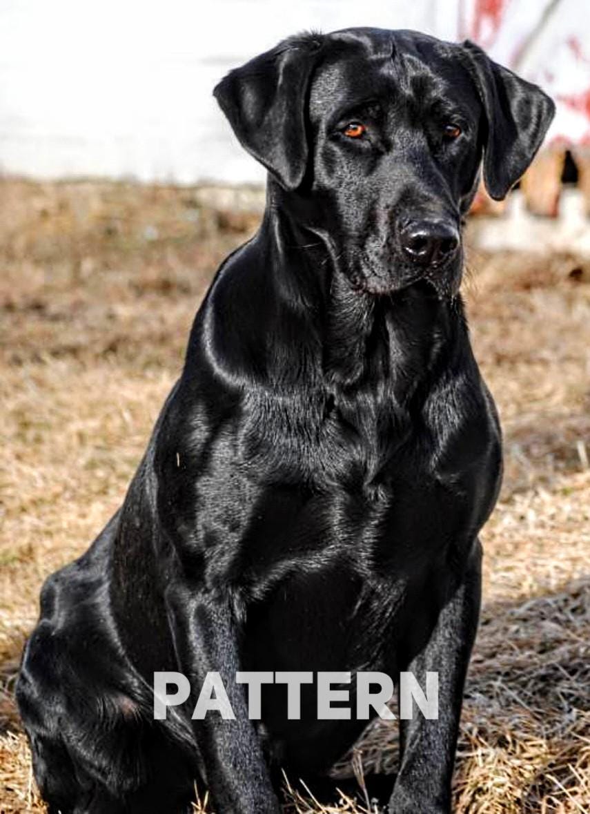 黒のラブラドールのクロスステッチ、バレンタインセール