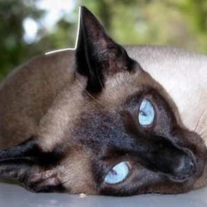 May include: A close-up of a Siamese cat with blue eyes. The cat is lying on its side with its head resting on the ground. The cat's fur is a mix of light and dark brown.