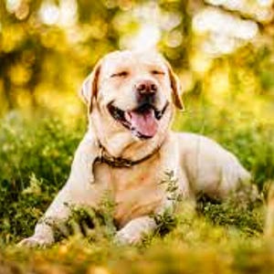 May include: A happy, light-colored Labrador Retriever dog is lying in green grass with its eyes closed and tongue out. The dog is wearing a black collar with a silver tag. The background is blurred with yellow and green tones.