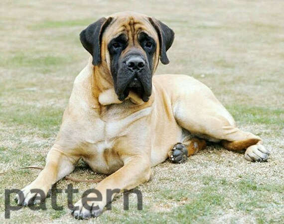 Mastiff cross deals