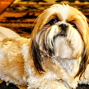 Shih tzu cross stitch, Black Friday sale!, pattern keeper, counted cross stitch, dog pattern, PDF pattern, large pattern, small dog