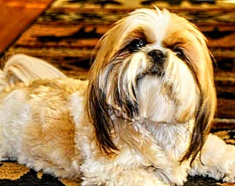 Shih tzu cross stitch, pattern keeper, counted cross stitch, dog pattern, PDF pattern, large pattern, small dog