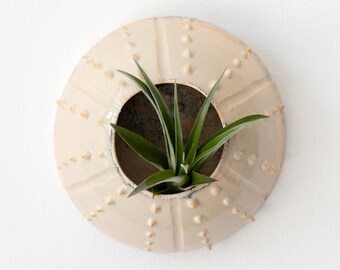 Sand colored aerial plant pot home décor to hang on the wall for tillandsia ceramic Sea Creature Hedgehog (plant not included)