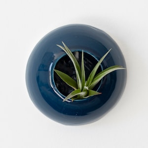 May include: A teal blue ceramic wall planter with a round opening, featuring a small green air plant inside.