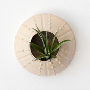 May include: A white ceramic planter shaped like a sea urchin with a small green plant growing inside.