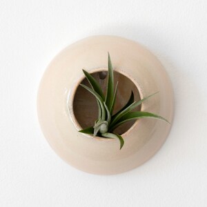 May include: A beige ceramic wall planter with a circular design, featuring a central opening holding a green air plant. The planter is mounted on a white wall, showcasing a minimalist aesthetic. The air plant has long, slender green leaves.