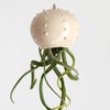 Piccolo vaso sospeso in ceramica per piante aeree tillandsia - modello