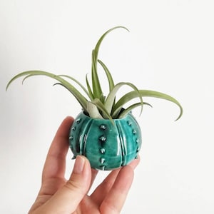 Kleine groenblauwe zee-egel keramische vaas, kleine keramische luchtplant pot, kleine gunst idee vaas