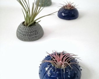 Choose your Sea Creatures, design and color, bio design hanging pots to hang on the wall inspired by the sea for tillandsia air plant