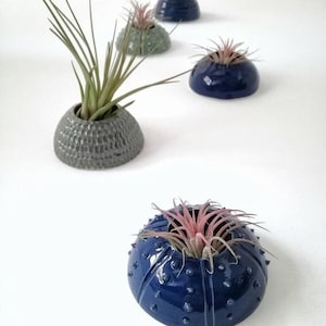 Puede incluir: Cuatro macetas de cerámica con forma de erizo de mar, cada una con un esmalte de color diferente. Dos son azules, una es gris y otra es verde. Cada maceta tiene una pequeña planta de aire creciendo en su interior.
