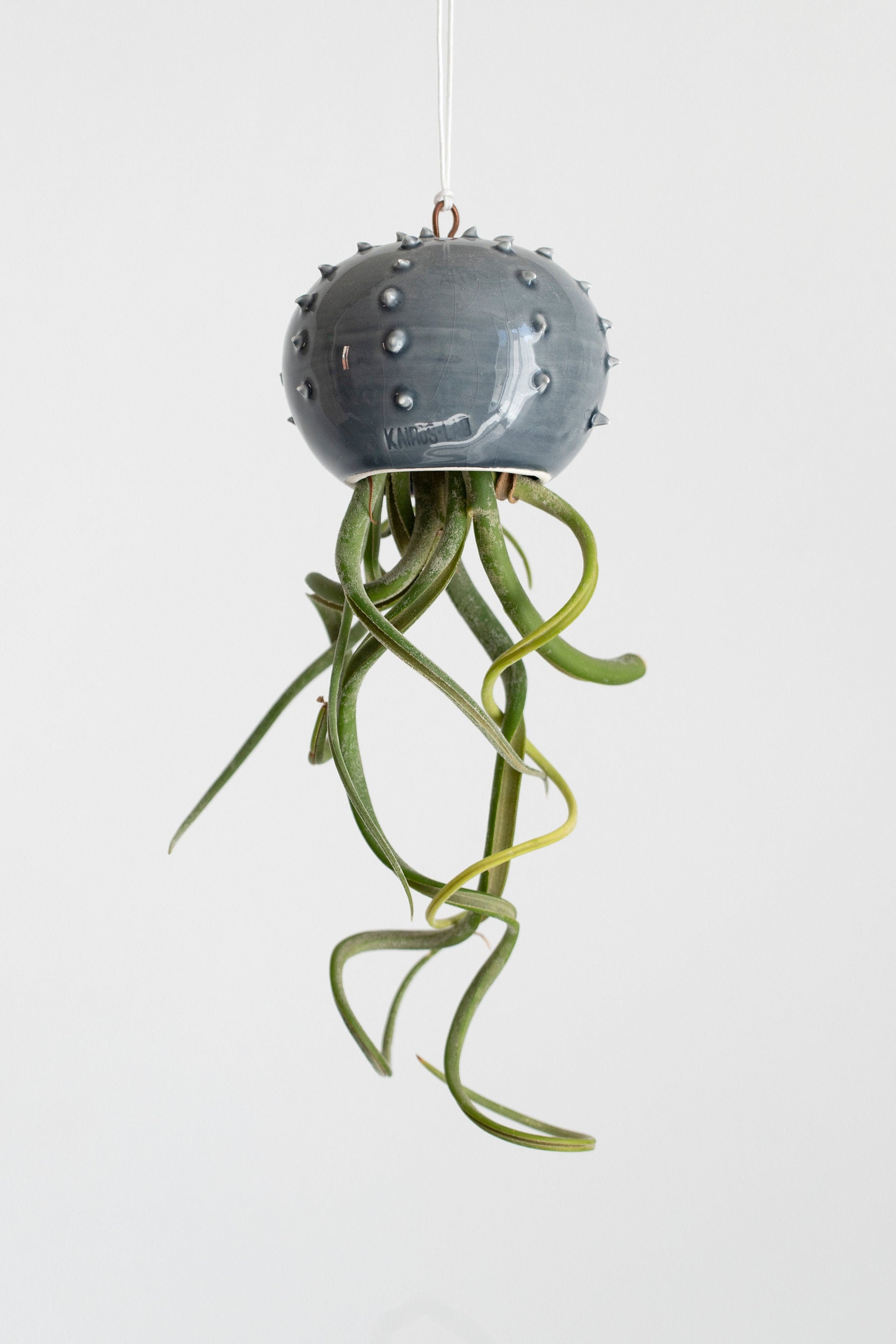 Petit Pot Moderne en Céramique Grise Cactopus Design Pour Les Plantes Aériennes Tillandsia | Plante 