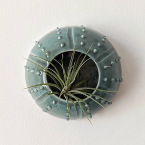 May include: A teal ceramic planter shaped like a sea urchin with a small air plant growing inside.