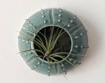 Sage green aerial plant pot home décor to hang on the wall for ceramic tillandsia Sea Creature Riccio(plant not included)