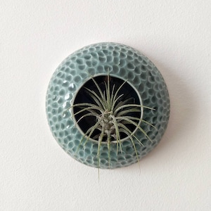 May include: A light blue ceramic wall planter with a textured surface and a round opening for a plant. A small air plant is growing inside the planter.