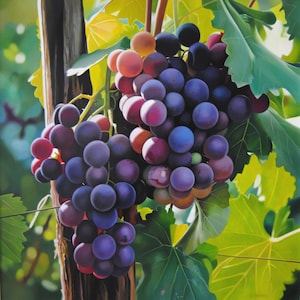Grapes, Oil on Canvas, Food painting, Fruit painting, Original and Handmade Art , Certificate Attached, 23.6 x 23.6 in