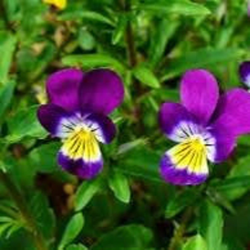 King Henry Viola Seeds. 50 Seeds. Edible Flower. Used in Etsy