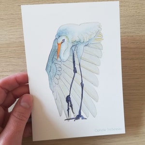 Reiher, Vogel, Postkarte