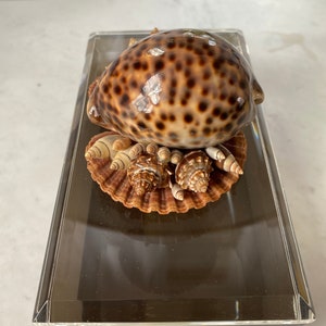 Vintage Grey Smoky Lucite Shell Box image 5