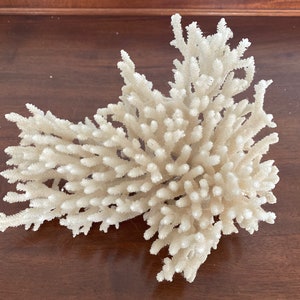 Decorative Coral Shell Specimen 8