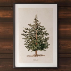 May include: A framed botanical print of a cedar tree. The artwork features a detailed illustration of the tree with green needles and a brown trunk, set against a cream background. The word "CEDAR" is printed at the bottom. The frame is black.