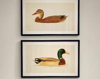Mallard Duck Prints: Retro Outdoors Art, Wild Bird Poster Set, Cabin Decor