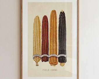 Old Time Corn Print: Retro Kitchen Wall Art, Vintage Style Farmhouse Decor