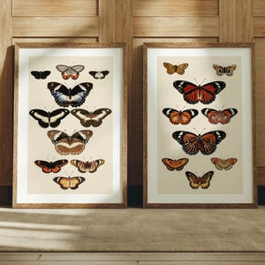 Stampe di farfalle retrò, poster di farfalle per esterni, set di 2 stampe da parete per esterni, decorazioni per la casa e l'ufficio, arte murale naturalistica, regalo per amici