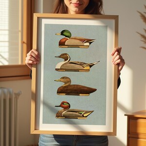 Pu&ograve; includere: Una stampa incorniciata di quattro diversi tipi di anatre. Le anatre sono raffigurate in uno stile vintage con illustrazioni dettagliate delle loro piume e dei loro becchi. La stampa &egrave; su uno sfondo blu chiaro con un bordo bianco.