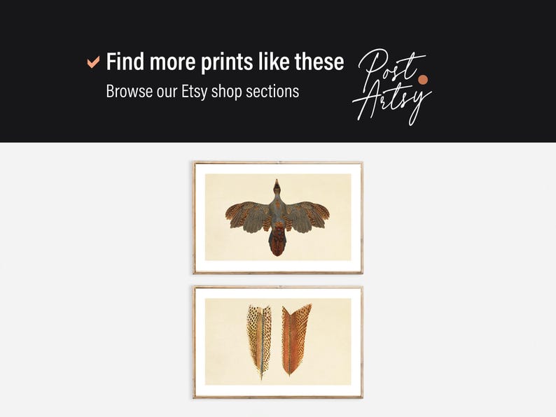 May include: Two framed vintage bird prints. The top print features a bird with brown and gray feathers. The bottom print shows two brown and orange feathers. The prints are displayed on a light beige background. The top of the image has the text "Find more prints like these" and "Browse our Etsy shop sections".
